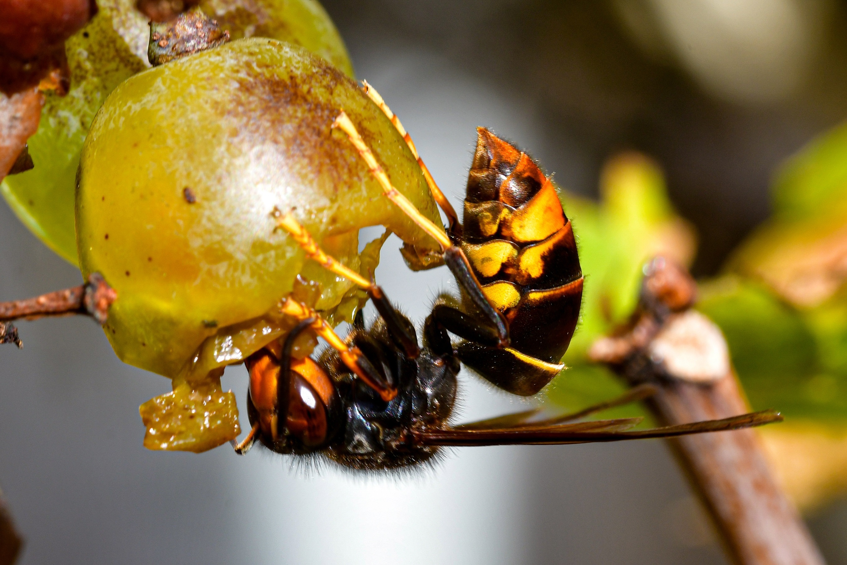 PM Asiatische Hornisse 