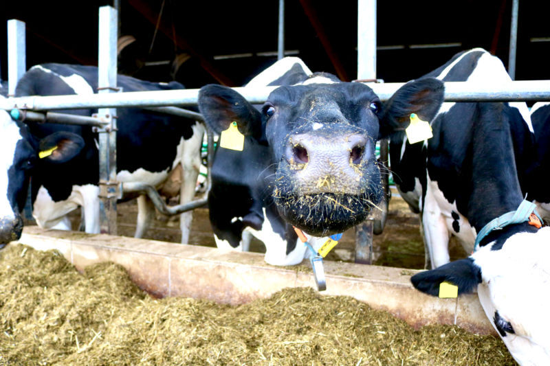 Aktuell sieht die Aartalsperre zwar sehr malerisch aus und die Eisschicht wirkt an einigen Stellen sehr dick. Allerdings birgt sie große Gefahren. Deshalb gilt generell ein Betretungsverbot. Foto: Lahn-Dill-Kreis/Marie-Therese Koch
