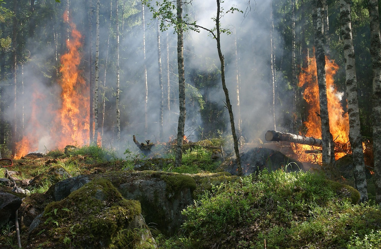 Beginnender Waldbrand. Flammen lodern die Bäume hoch.