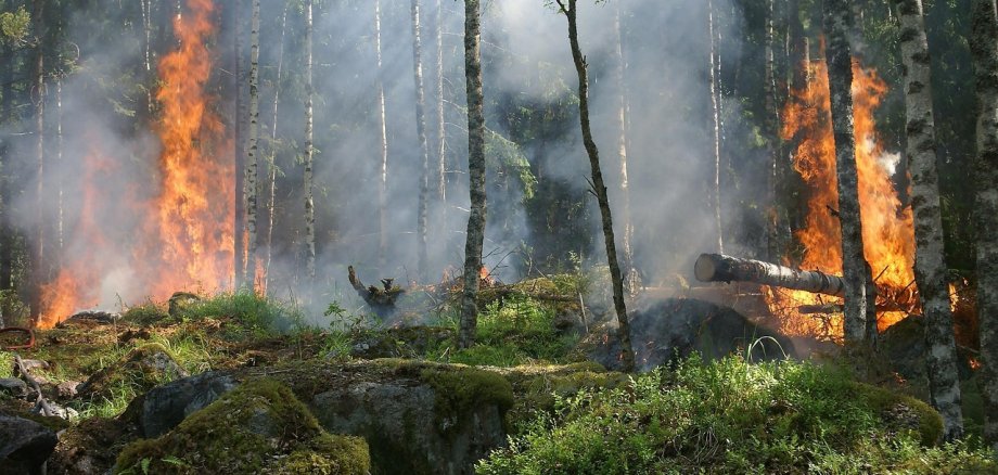 Beginnender Waldbrand. Flammen lodern die Bäume hoch.