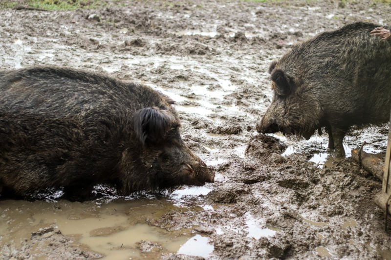 Wildschweine in der der Suhle.