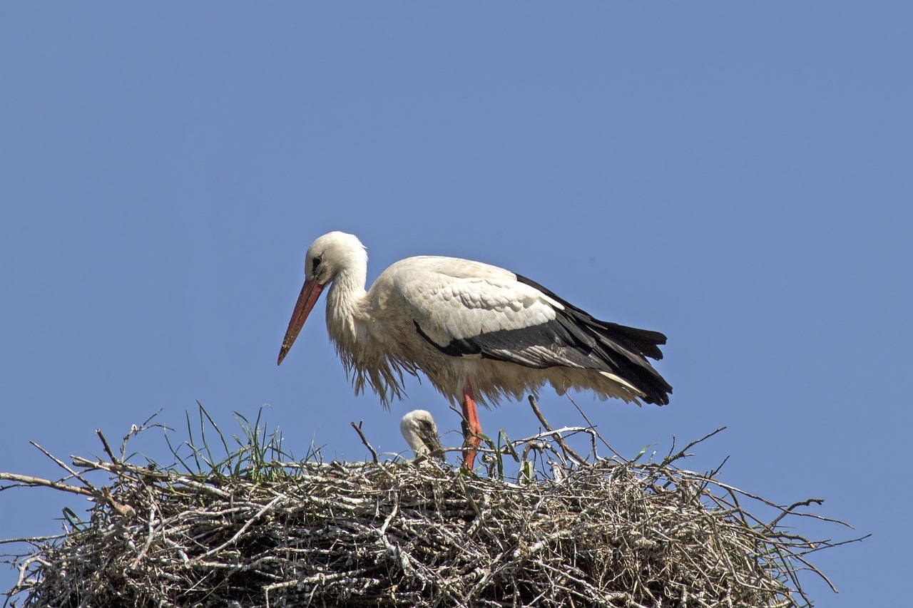 Jungstorch im Nest mit Altvogel