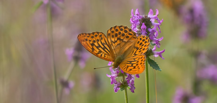 Kaisermantel an Heilziest Kaisermantel an Heilziest