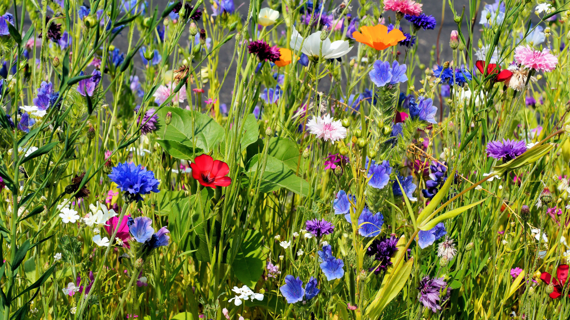 Nahaufnahme einer lebhaften Blumenwiese mit dicht stehenden Wildblumen und grünem Gras.