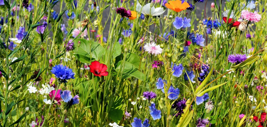 Symboldbild Blühwiese Nahaufnahme einer lebhaften Blumenwiese mit dicht stehenden Wildblumen und grünem Gras.