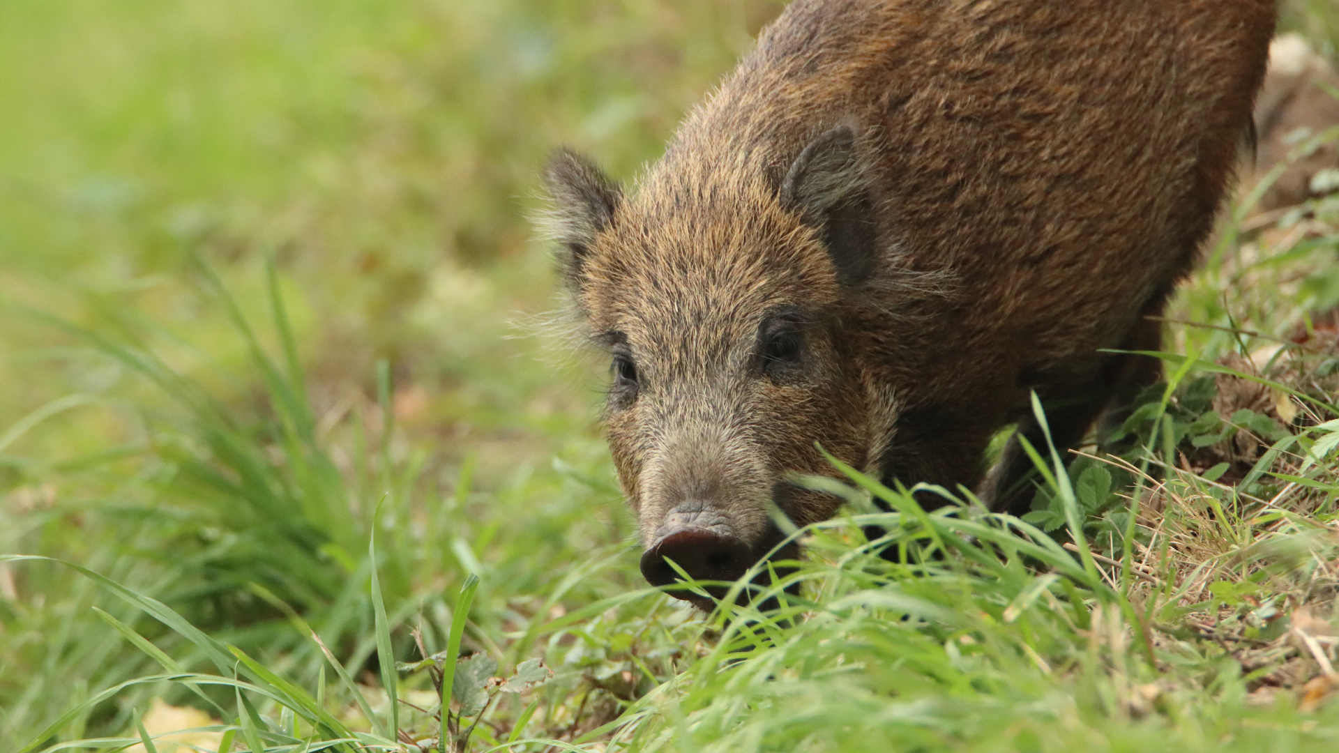 wildschwein