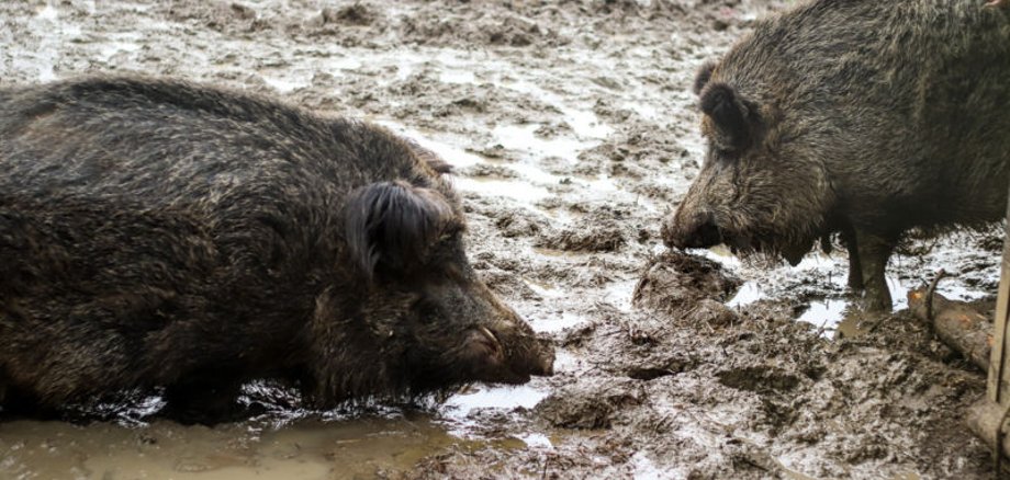 Wildschweine in der der Suhle.